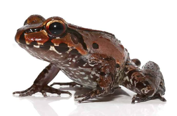 smokey jungle frog for sale smokey jungle frog for sale