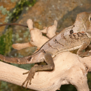smooth helmeted iguana for sale