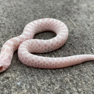 snow western hognose snake for sale