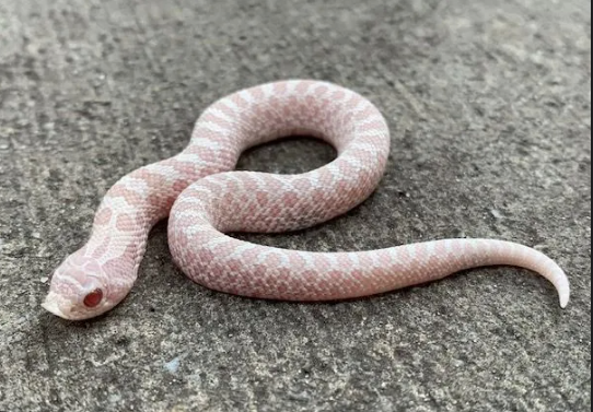 snow western hognose snake for sale
