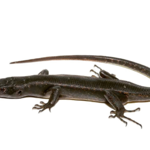 solomon island black tree skink for sale