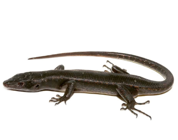solomon island black tree skink for sale