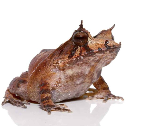 solomon island eyelash frog for sale solomon island eyelash frog for sale