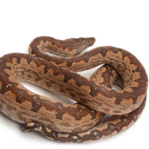 solomon island ground boa for sale