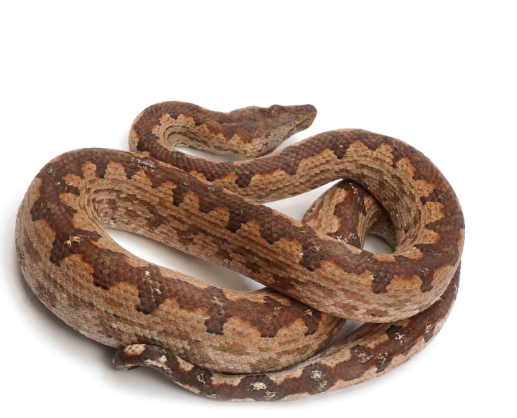 solomon island ground boa for sale