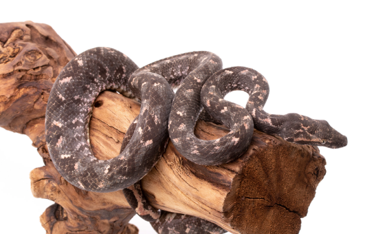 solomon island tree boa for sale