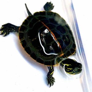 southern painted turtle for sale