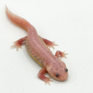 spanish ribbed newt for sale