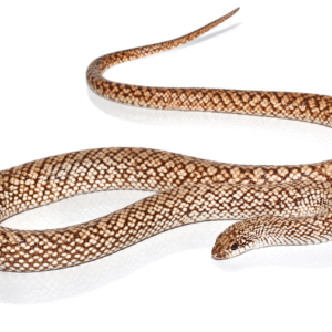 speckled hognose snake for sale
