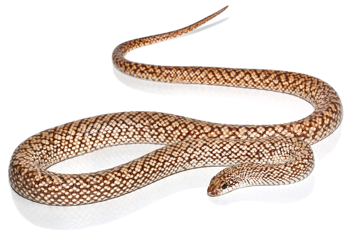 speckled hognose snake for sale