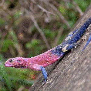 spiderman agama for sale