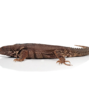 spiny tailed iguana for sale