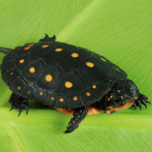 spotted turtle for sale