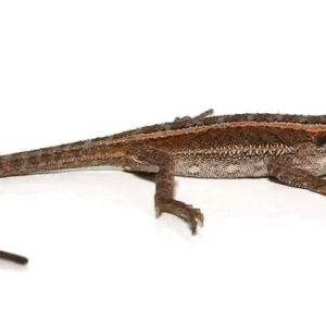 striped bearded dragon for sale