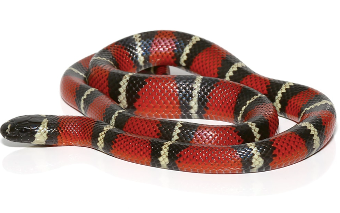stuart’s milk snake for sale