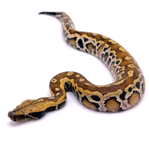 sumatran blood python for sale