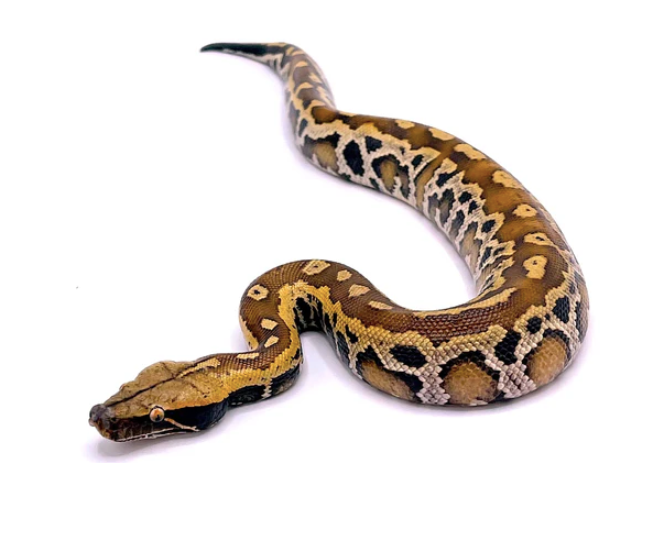 sumatran blood python for sale