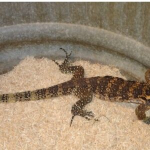 sumbawa water monitor for sale