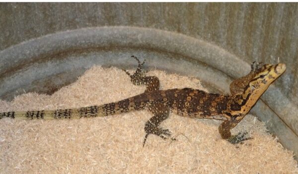sumbawa water monitor for sale