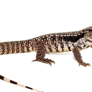 super blue tegu for sale