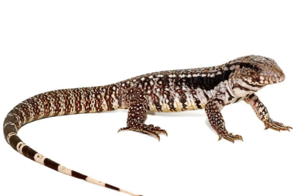 super blue tegu for sale