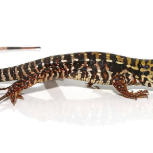 super red tegu for sale