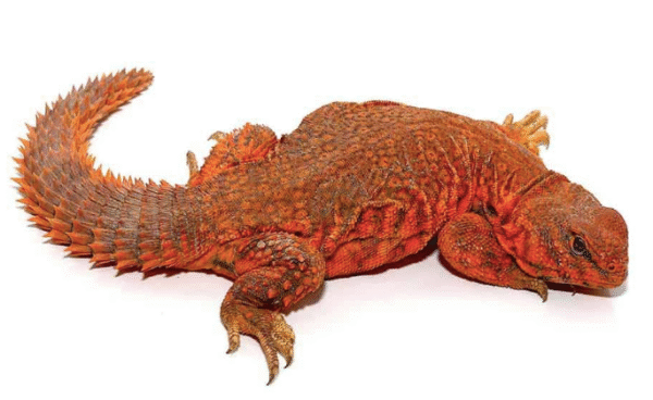 super red uromastyx for sale