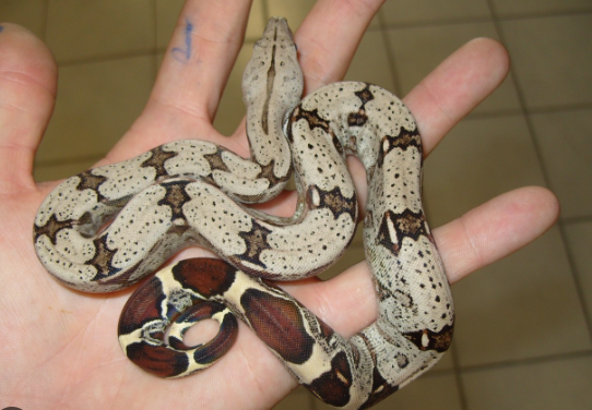 suriname red tail boa for sale