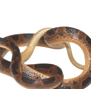suriname cat eye snake for sale