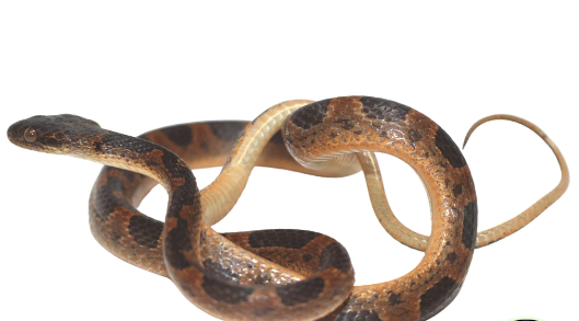 suriname cat eye snake for sale