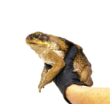 suriname giant marine toad for sale suriname giant marine toad for sale
