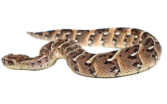 tanzanian puff adder for sale