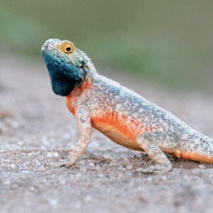tanzanian spiny agama for sale