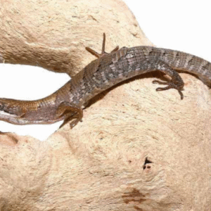 texas alligator lizard for sale