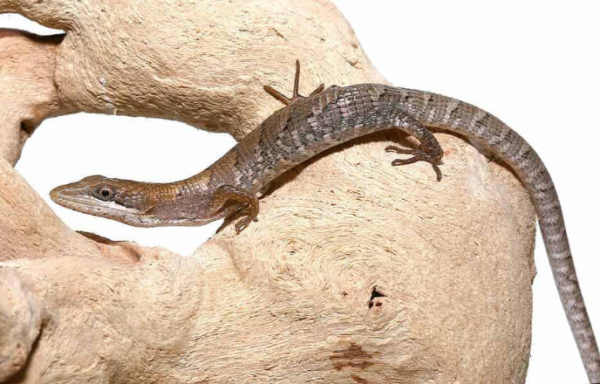 texas alligator lizard for sale