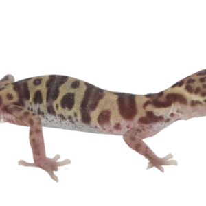texas banded gecko for sale