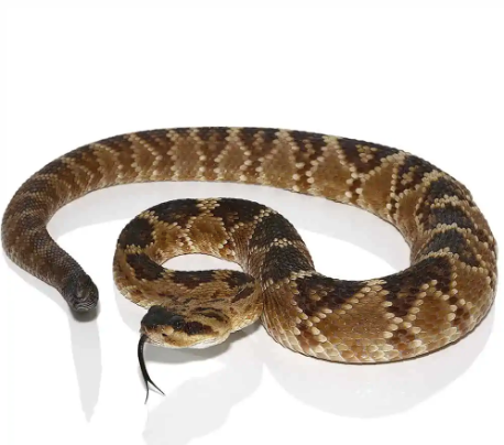 texas blacktail rattlesnake for sale