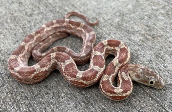 texas rat snake for sale