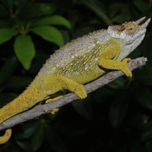 three horned chameleon for sale