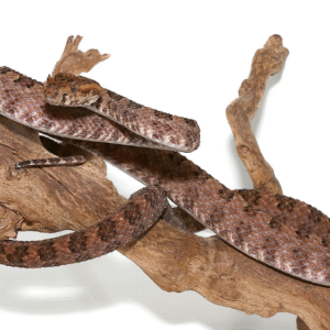 three horned scaled pit viper for sale