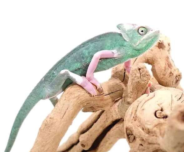 translucent veiled chameleon (9 11 inch)