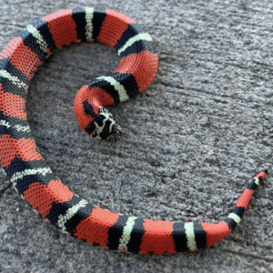 tricolor hognose snake for sale