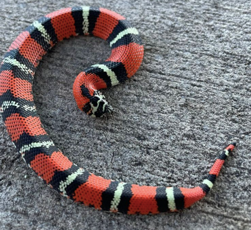 tricolor hognose snake for sale
