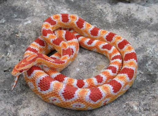 ultra corn snake for sale