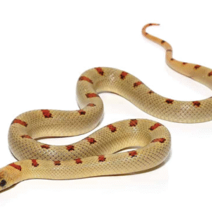 variable kingsnake for sale