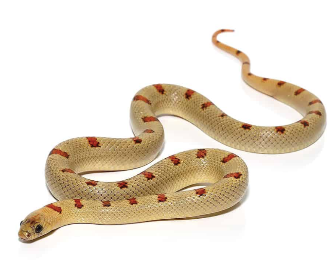 variable kingsnake for sale