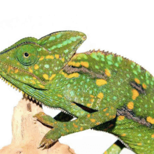 veiled chameleon (3 5 inch)