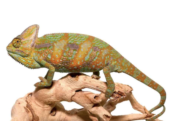 veiled chameleon for sale veiled chameleon for sale