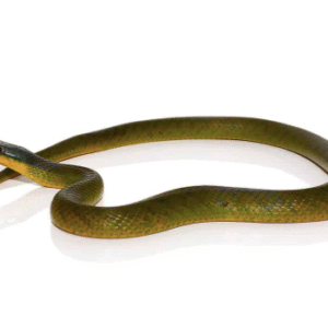 velvet swamp snake for sale