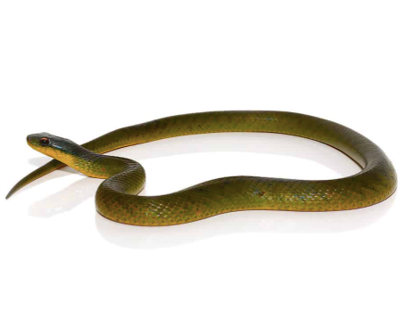 velvet swamp snake for sale